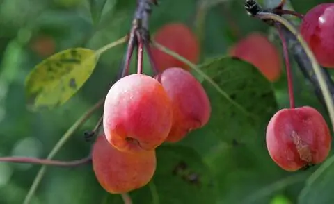 Плоды декоративной яблони Malus 'Rudolph'