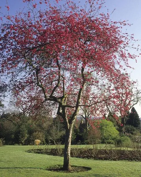 Яблочный краб Malus 'Roy alty'