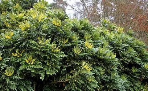 Цветущая магония 'Зимнее солнце'