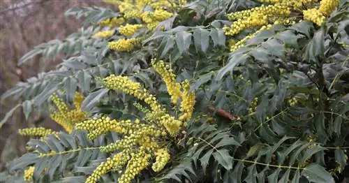 Магония 'Зимнее солнце