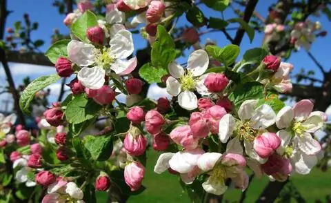 Цветы яблони 'Evereste'