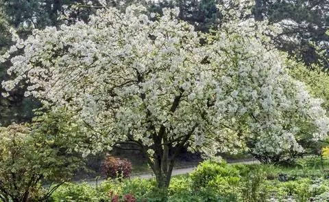 Яблоня 'Evereste' во время цветения