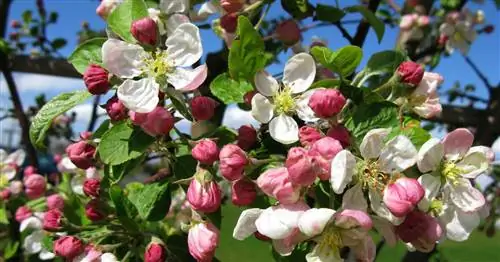 Декоративная яблоня 'Эверест