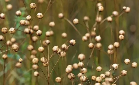 Капсулы Общий клей