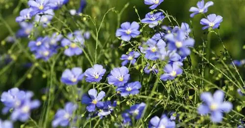 Лен обыкновенный