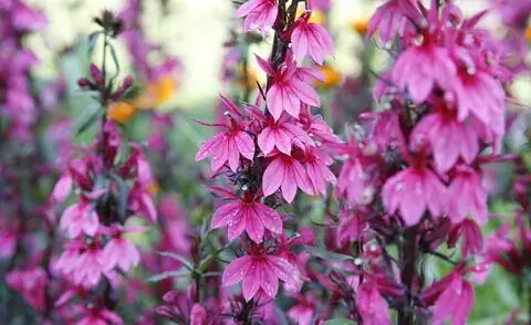 Цветы великолепной лобелии