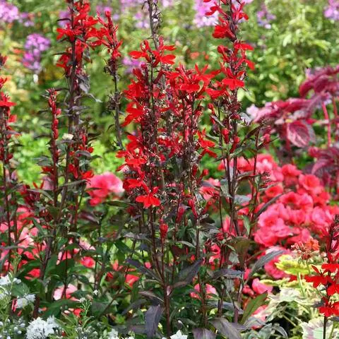 Lobelia x speciosa 'Fan Scarlet'