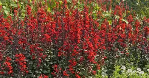 Великолепная лобелия