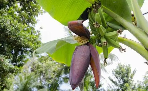 Цветущий карликовый подорожник