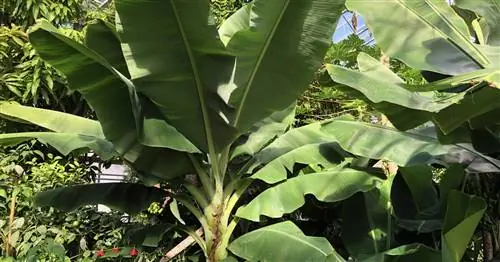 Карликовый банан