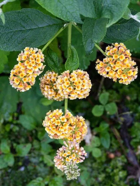 Buddleja x weyeriana 'Sungold'