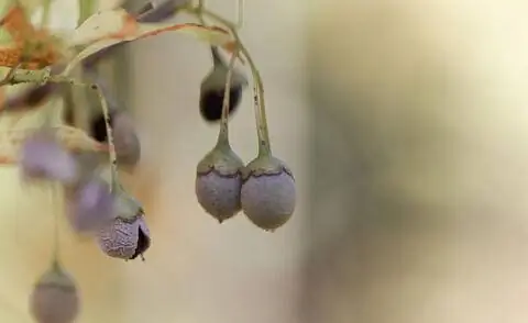 плоды стираксового дерева