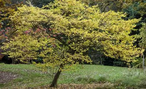 Сторакс с осенними цветами