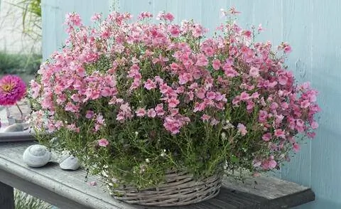 Эльфинспур сорт 'Плюс Пинк'