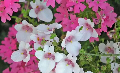 Белоцветковый сорт Elvenspur