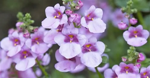 Эльфийская шпора