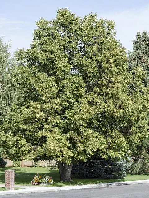 Американский лайм (Tilia americana)