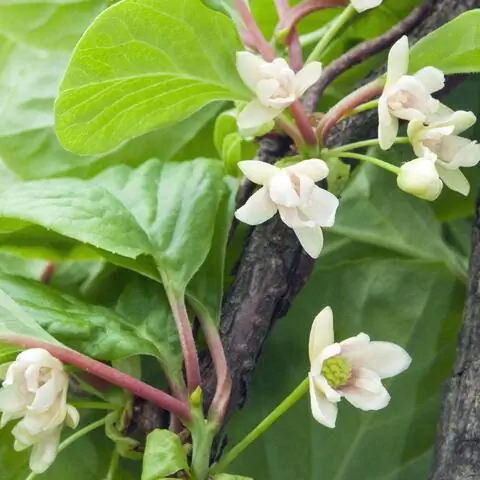 Цветы лимонника