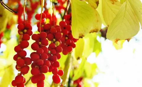 Спелые ягоды и осенние краски лимонника