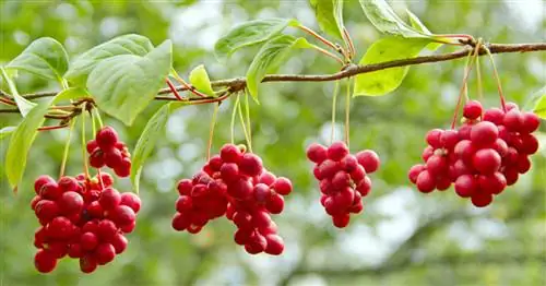 Китайский клефти, лимонник