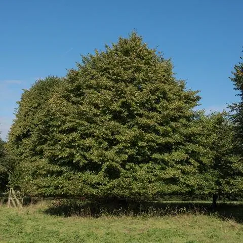 Голландский лайм (Tilia europaea)