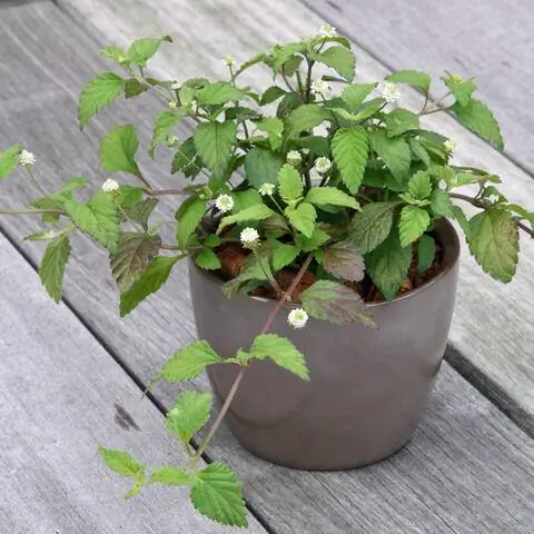 Ацтекская сладкая трава в горшке