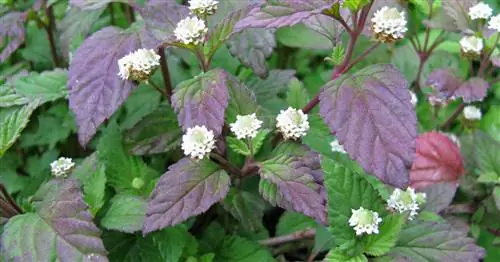 Ацтекская сладкая трава