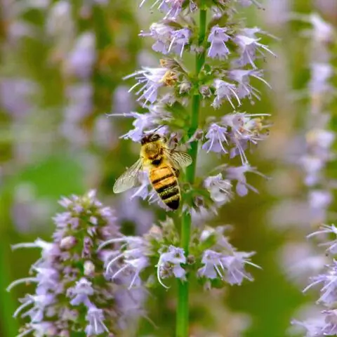 Насекомое на ароматном цветке крапивы