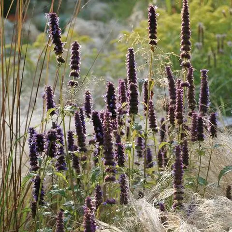 Agastache rugosa 'Черная гадюка'