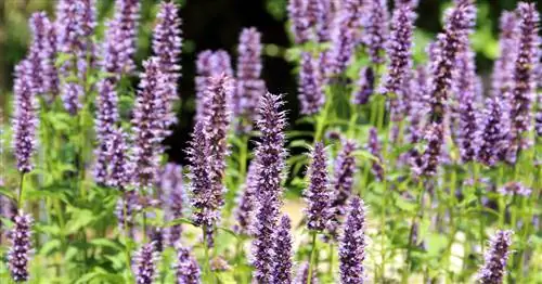 Сладкая крапива