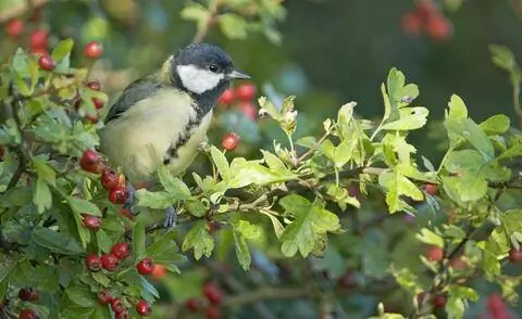 Плоды боярышника двустебельного