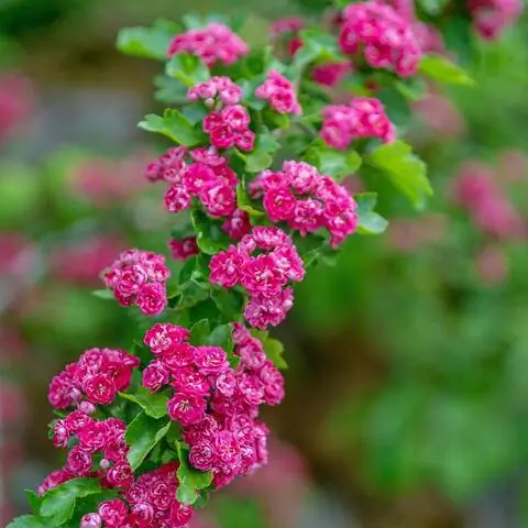 Двухцветковый сорт боярышника с розовыми цветками