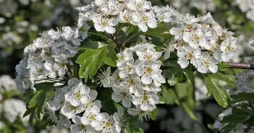 Боярышник двухцветный