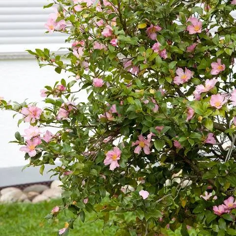 Осенняя цветущая камелия (Camellia sasanqua) высажена в саду