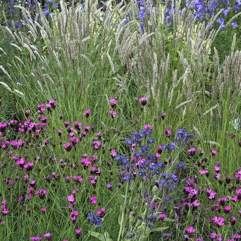 Картезианский розовый в многолетней клумбе