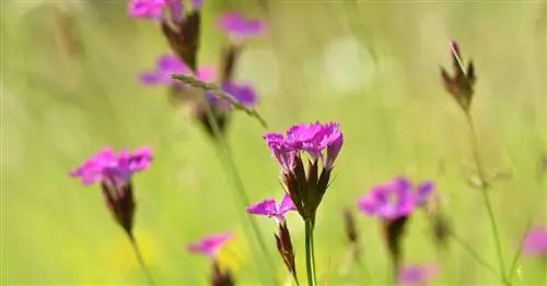 Картезианский розовый