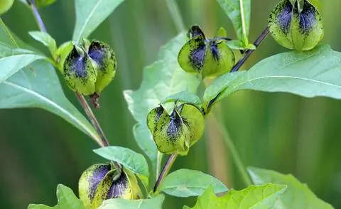 Плоды цветка голубого фонаря