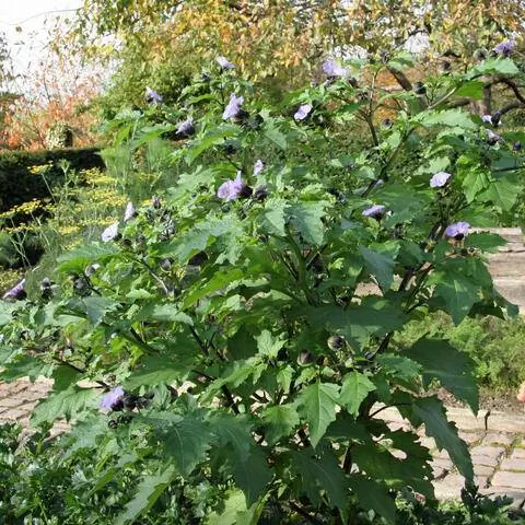 Ядовитая ягода, Цветок-фонарь