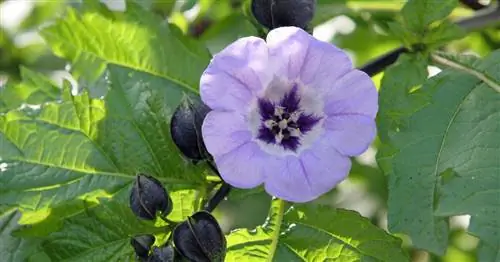 Ядовитая ягода, Цветок-фонарь