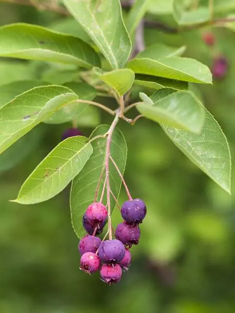 Груша ягоды груши