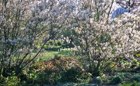 Лысая груша на весенней клумбе