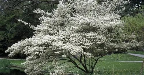 Белая груша груша