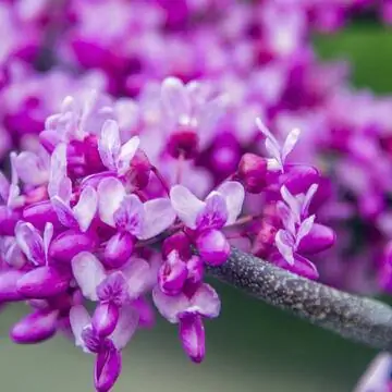 Цветы китайского дерева Иуды (Cercis chinensis)