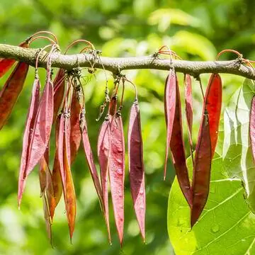 Бобовые растения китайского дерева Иуды (Cercis chinensis)