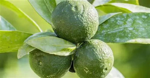 Мандарин Сацума