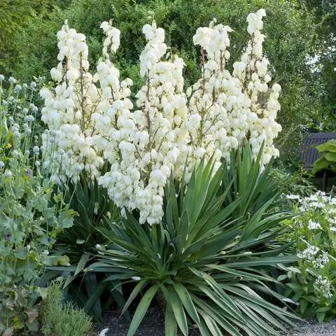 Цветущая Юкка славная