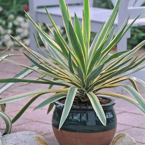 Юкка славная 'Variegata'