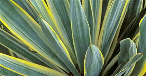 Синяя свеча пальмовая лилия