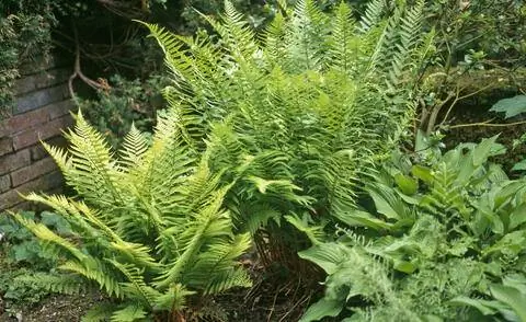 Dryopteris affinis, папоротник золотисточешуйчатый