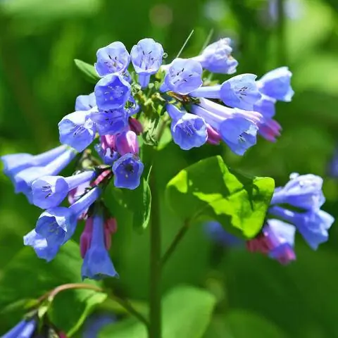 Цветы колокольчика